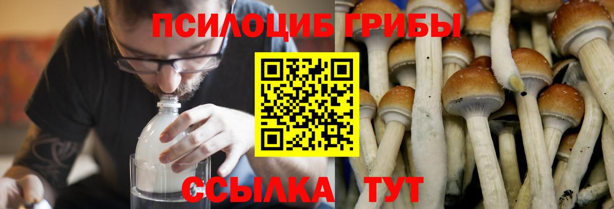 Псилоцибиновые грибы мицелий Лосино-Петровский